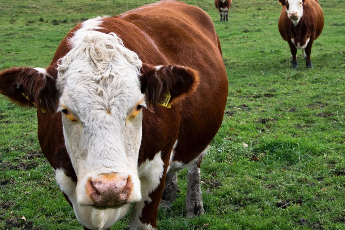 Los establecimientos afectados podrán solicitar en la oficina del Senasa de su jurisdicción la postergación del calendario vacunal, “a fin de priorizar el traslado de los animales en situaciones de emergencia”