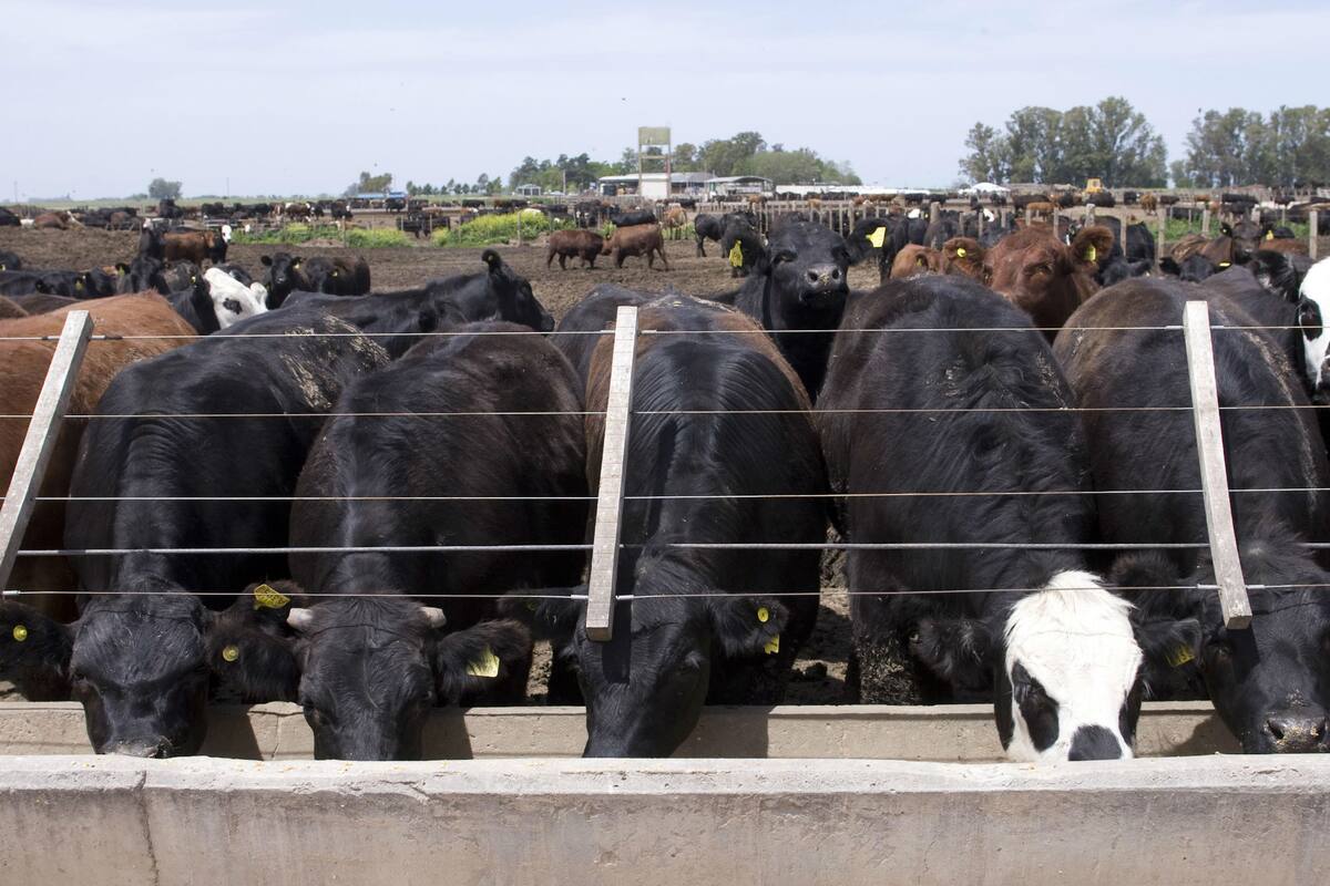 Los establecimientos que están en la Cámara Argentina de Feedlot tienen una participación del 40% sobre los animales que van a faena
