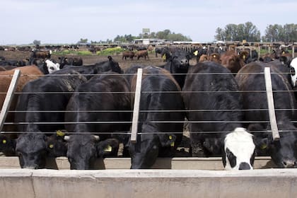 Los establecimientos que están en la Cámara Argentina de Feedlot tienen una participación del 40% sobre los animales que van a faena