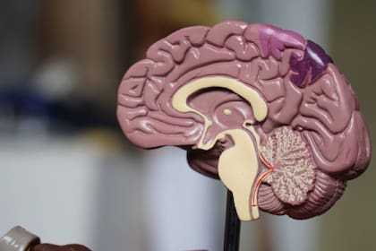 Los estadounidenses se volvieron menos inteligentes en los últimos años, según un estudio de los psicólogos de las universidades de Northwestern y Oregon