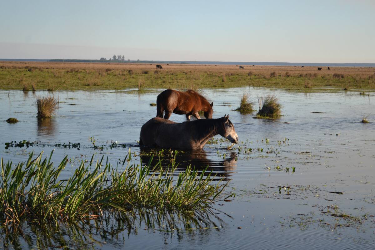 Los Esteros del Iberá es una de las áreas protegidas de la Argentina