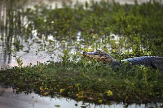 Día Mundial de los Humedales: ¿cuánto sabés de estos ecosistemas?