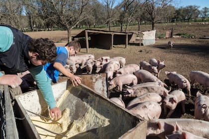 Los estudiantes no pueden hacer residencias hasta que lo autorice el Gobierno de La Pampa