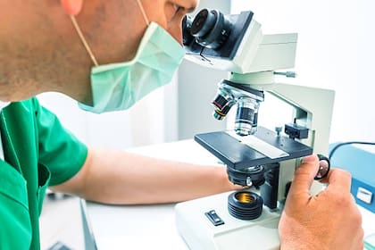 Los estudios coinciden en que es importante ampliar las investigaciones científicas sobre los animales (Foto: iSotck)