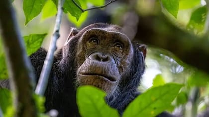Los estudios con chimpancés demostraron por primera vez en forma contundente que no solo los humanos usan medicina.