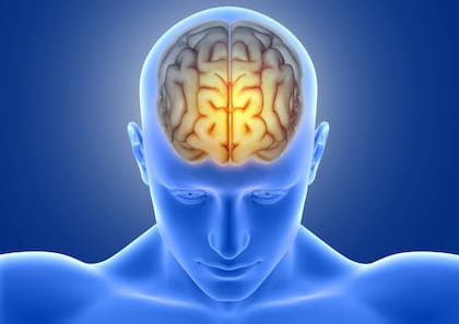 Los estudios del cerebro son fundamentales para poder extender su vida útil