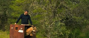 Fue liberado el “zorro grande” que había sorprendido a vecinos al aparecer en una zona urbana