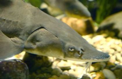 Los esturiones se encuentran en peligro de extinción debido a las cazas ilegales furtivas