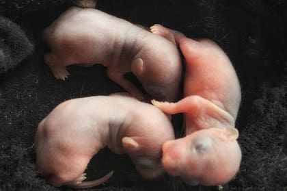 Los experimentos con células madres humanas implantadas en animales del equipo japonés se intentará primero en ratas y ratones.