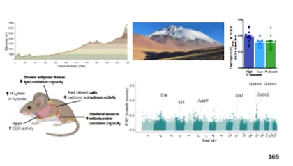 Los experimentos fisiológicos mostraron que los ejemplares capturados en la alta montaña conservan una mayor capacidad para producir energía y calor en condiciones de escasez extrema de oxígeno, una adaptación clave para sobrevivir en las cumbres andinas