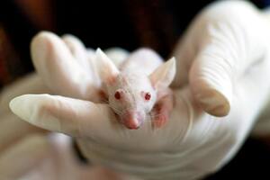 Los experimentos previos de su equipo en ratones demostraron una restauración de la visión y el tejido nervioso en animales con lesiones en el nervio óptico