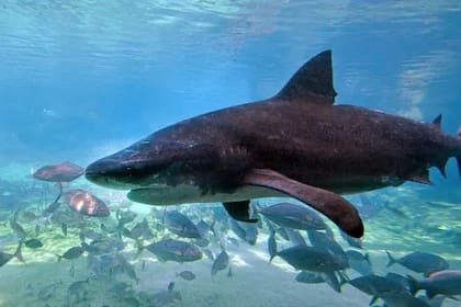 Los expertos afirman que los tiburones no son los culpables de estos incidentes