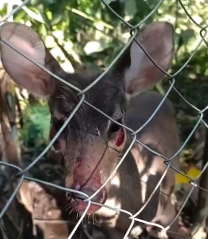Los expertos alertaron por el peligro de los perros sueltos cerca de ambientes naturales (Foto: @ohanarescatedefauna)