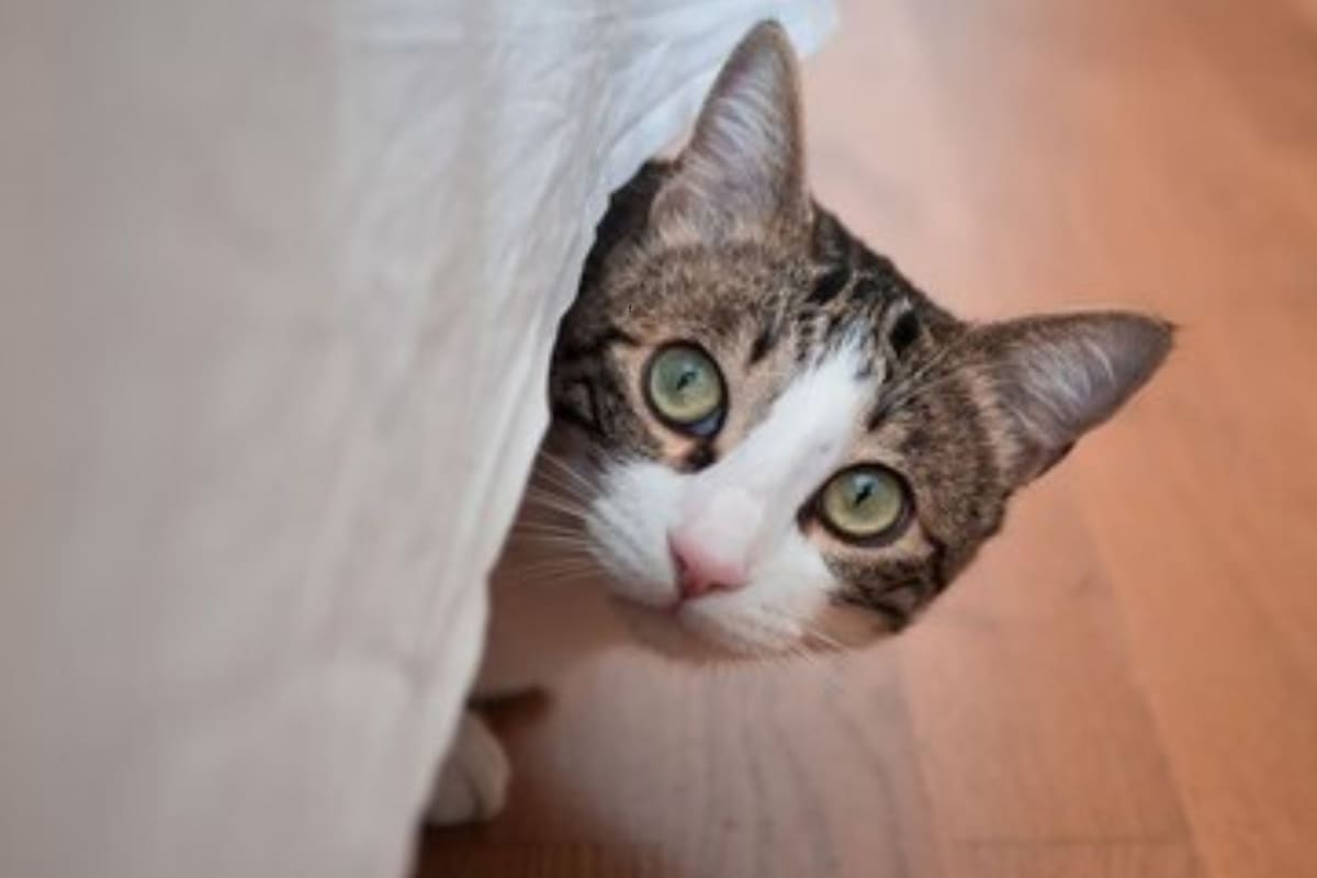 Los expertos alertaron que no hay que pasar por alto los vómitos frecuentes en los gatos