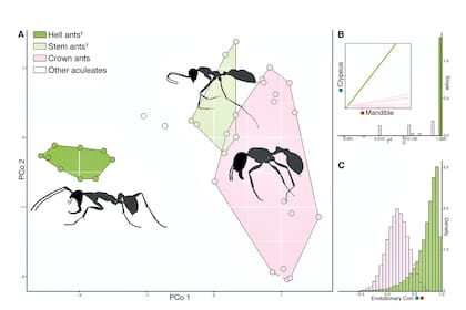 Los expertos analizaron la evolución de esta hormiga hasta las actuales.