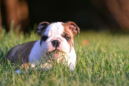 Los expertos aseguran que cuando un perro ingiere hierba no es porque esté tratando de compensar deficiencias dietéticas