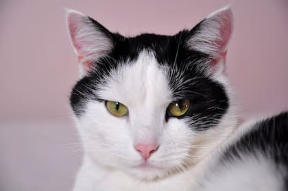 Los expertos creen que el sentido del olfato de un gato es unas 14 veces mejor que el nuestro (Foto ilustrativa: PIXABAY)