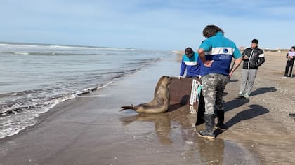 Los expertos criaron al animal para que tenga autonomía (Foto: Fundación Mundo Marino)