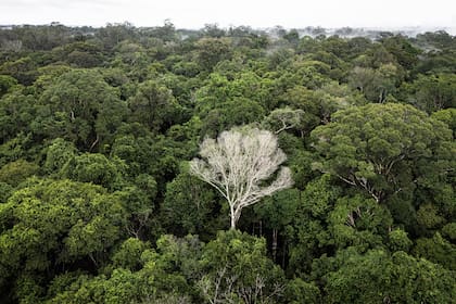 Los expertos definen este sistema como un urbanismo de baja densidad, multicéntrico y adaptado a la selva