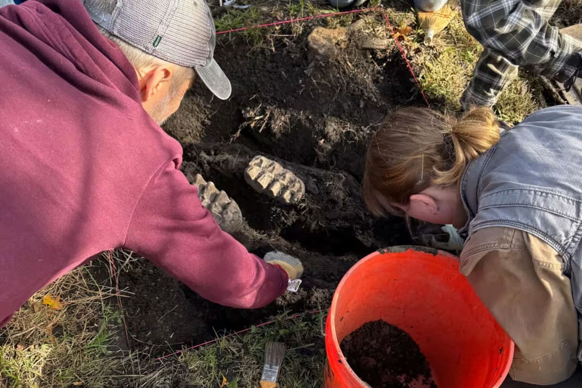 Los expertos del Museo del Estado acudieron tras el llamado del propietario y desenterraron una mandíbula completa de mastodonte en el patio de una casa. (Departamento de Educación del Estado de Nueva York)