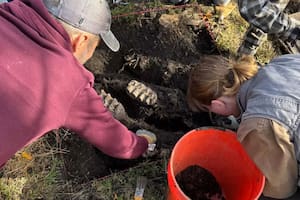 Los expertos del Museo del Estado acudieron tras el llamado del propietario y desenterraron una mandíbula completa de mastodonte en el patio de una casa. (Departamento de Educación del Estado de Nueva York)