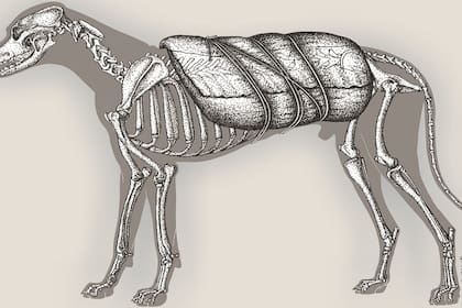 Los expertos descubrieron el esqueleto de un cánido macho de entre 2 y 3 años de edad, con evidencia de haber sido utilizado para el transporte de carga por las poblaciones cazadoras-recolectoras que habitaban la región