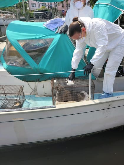 Los expertos en animales retiraron al animal con ayuda de una caja transportadora