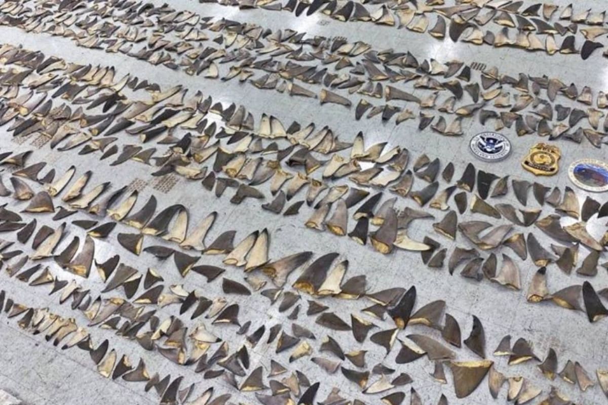 Los expertos estimas que unos 100 millones de tiburones son cazados cada año y hay una demanda específica de sus aletas
