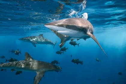 Los expertos explicaron que la desaparición de este animal puede provocar “una cascada trófica”, un cambio en su población que se extiende por todo el ecosistema (Foto Pexels)