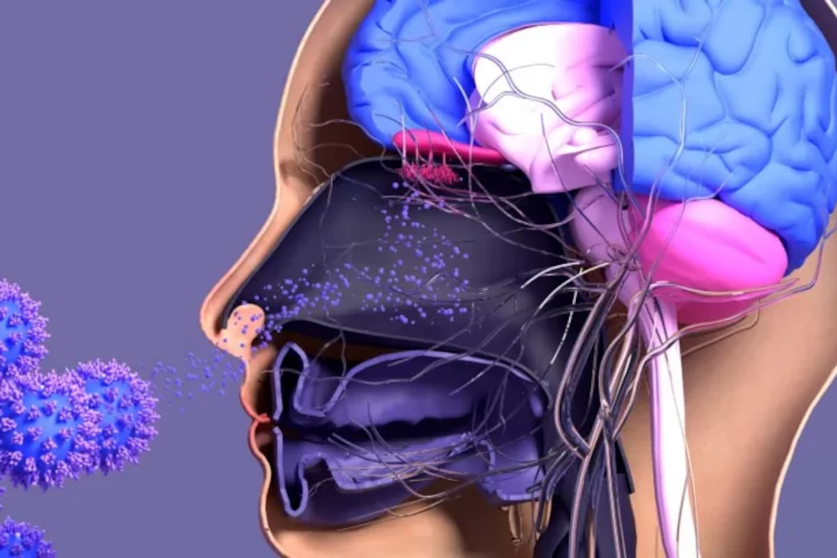 Los expertos exploraron lo que se sabe del rol del cerebro en la respuesta inmune