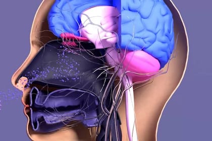 Los expertos exploraron lo que se sabe del rol del cerebro en la respuesta inmune