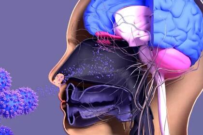 Los expertos exploraron lo que se sabe del rol del cerebro en la respuesta inmune