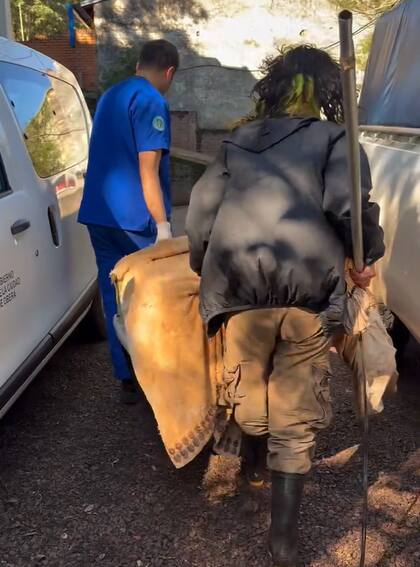 Los expertos hicieron un trabajo delicado con el ejemplar (Foto: @ohanarescatedefauna)