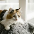 El curioso motivo por el que los gatos duermen sobre la ropa de sus dueños