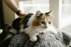 El curioso motivo por el que los gatos duermen sobre la ropa de sus dueños
