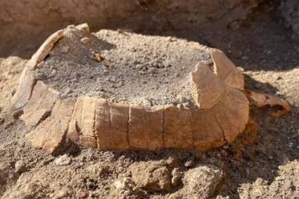 Los expertos indican que podría ser una mascota que huyó
