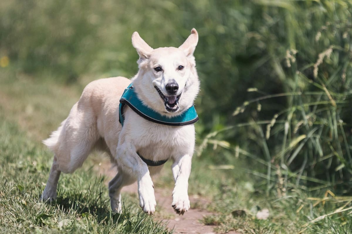 Los expertos recomiendan a los dueños ejercitar con sus perros