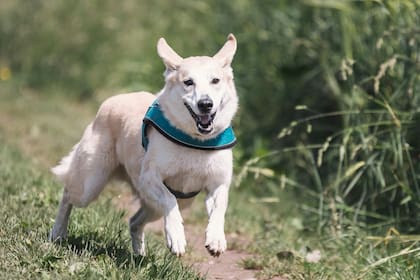 Los expertos recomiendan a los dueños ejercitar con sus perros