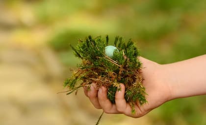 Los expertos recomiendan no tocar los huevos de aves (Pixabay)