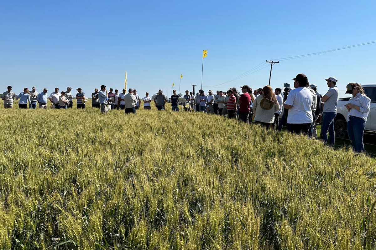Los expertos remarcaron la importancia de sembrar trigo lo más tempranamente posible porque permite que el cultivo tenga menor estrés hídrico