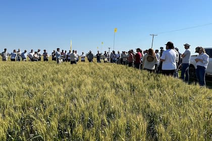 Los expertos remarcaron la importancia de sembrar trigo lo más tempranamente posible porque permite que el cultivo tenga menor estrés hídrico