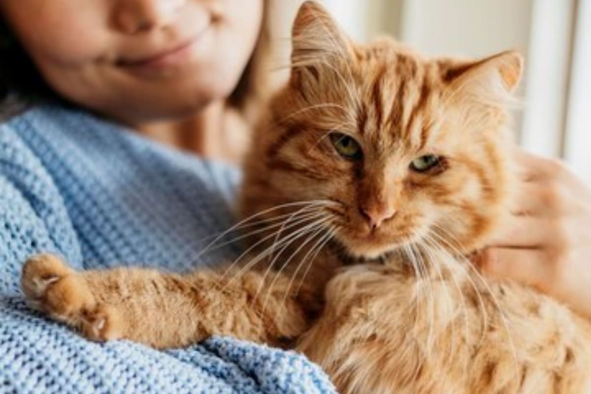 Los expertos revelan un gran misterio: ¿Los gatos reconocen su nombre?