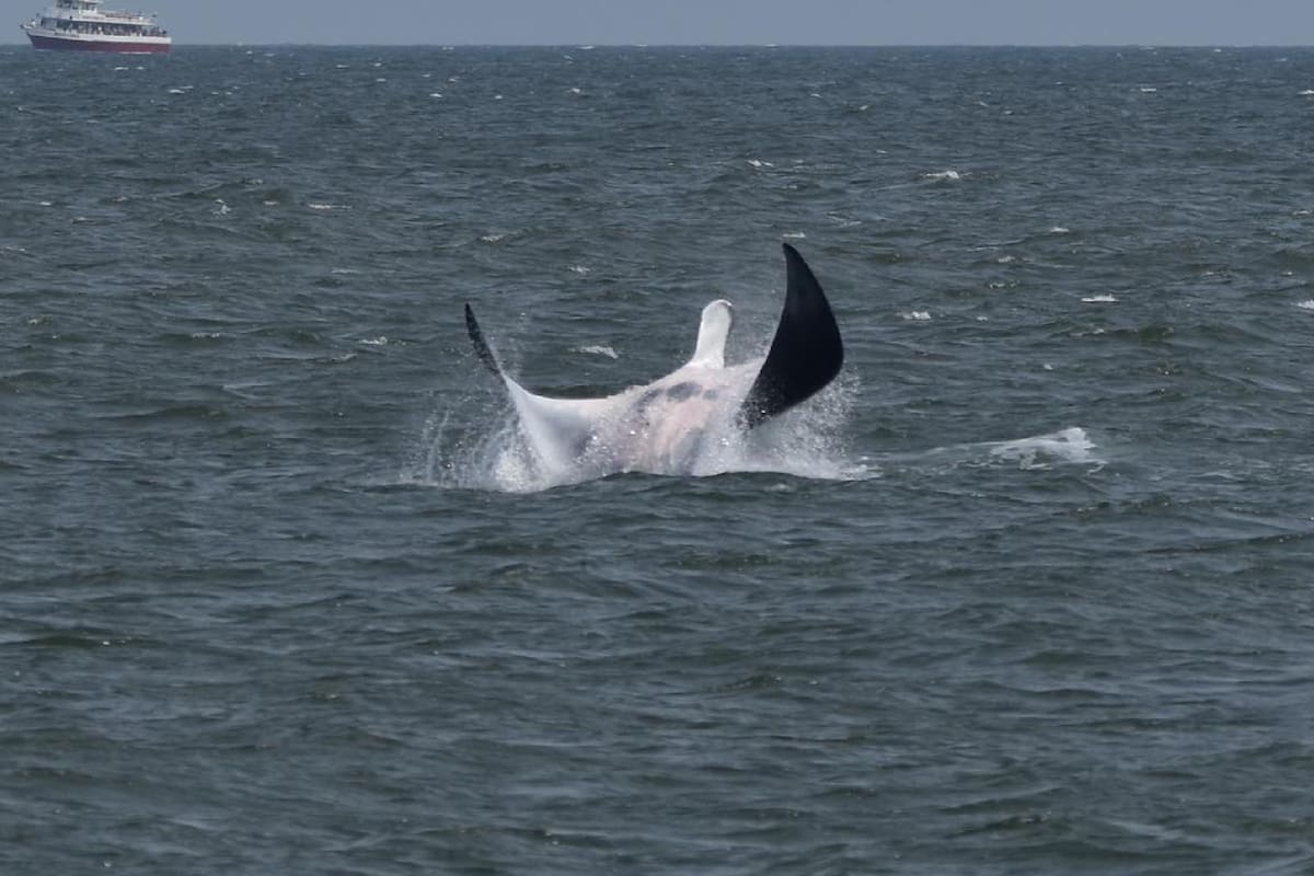 Los exploradores vieron una gran mantarraya en Nueva Jersey