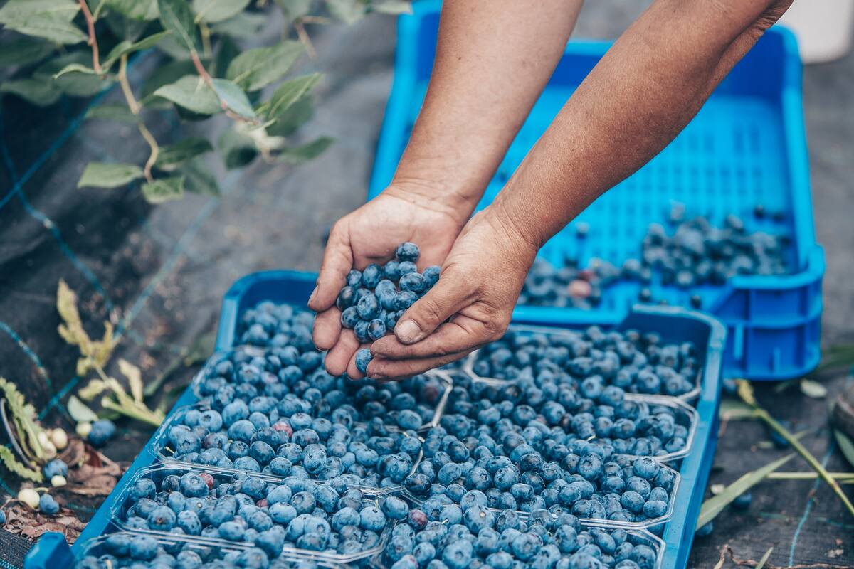 Los exportadores aclaran que no pueden trasladar los costos al negocio de exportación