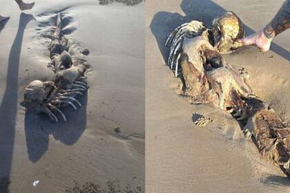 Los extraños restos de lo que, según algunos, es una sirena, fueron hallados en una playa australiana