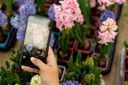 Los fanáticos de las plantas pueden identificar especies gracias a la ayuda de las apps para teléfonos celulares.