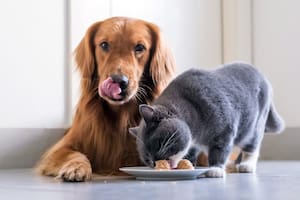 Los felinos, debido a que son animales carnívoros estrictos, necesitan consumir una dieta rica en proteínas de origen animal