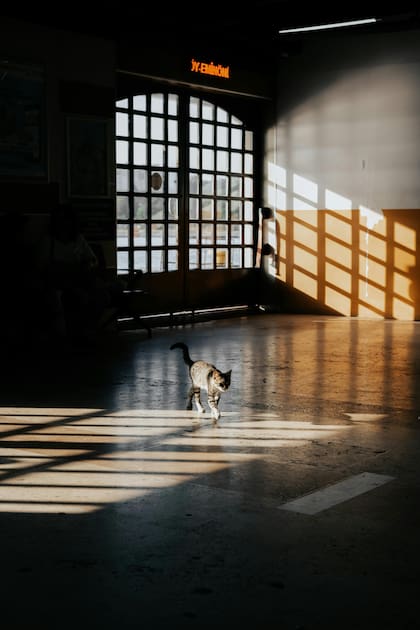 Los felinos detestan los espacios reducidos y sin juguetes, necesitan explorar