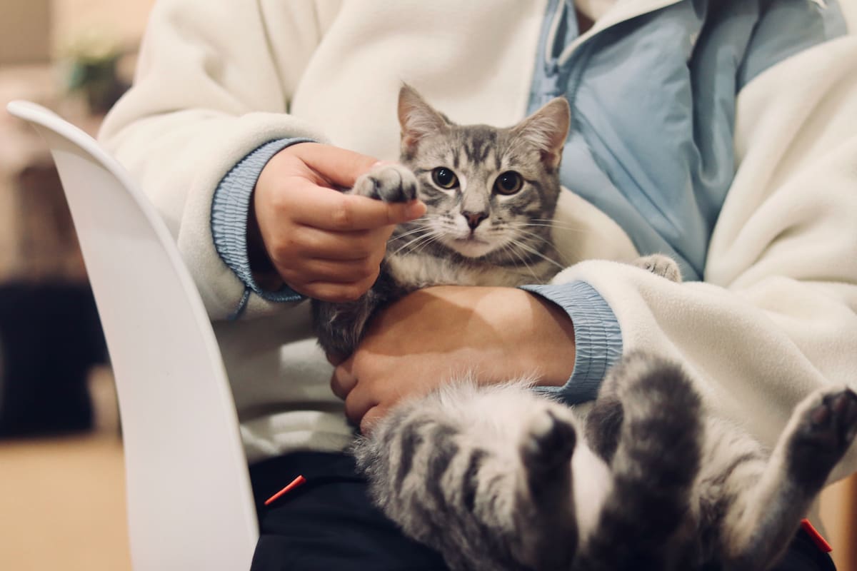 Los felinos forjan vínculos profundos basados en la confianza y la seguridad, aunque su elección de una persona predilecta responde a factores conductuales y evolutivos específico