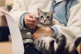 Cómo eligen los gatos a su humano preferido